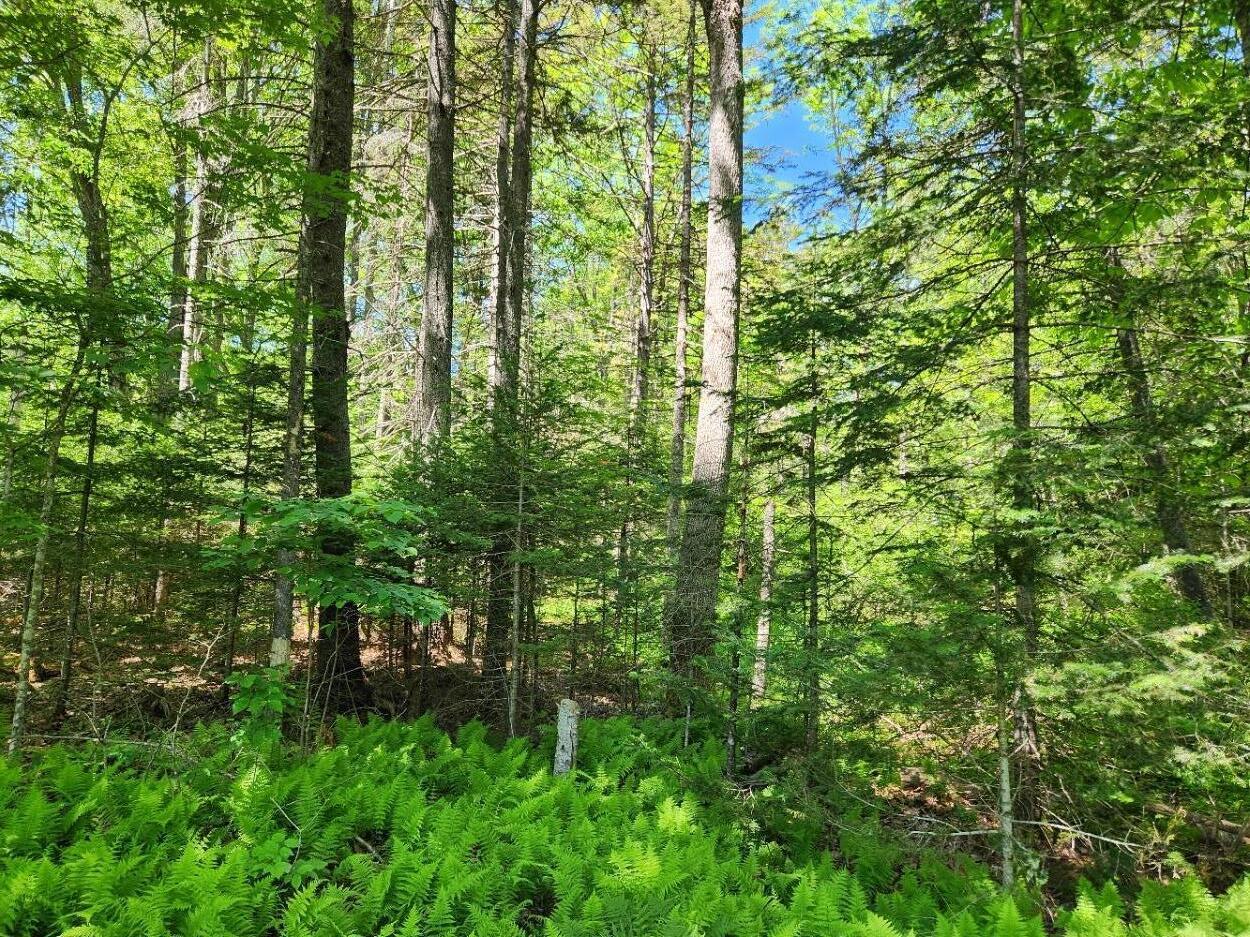 78 Old County Road Damariscotta, ME 04543 - Photo 18 of 19 the land