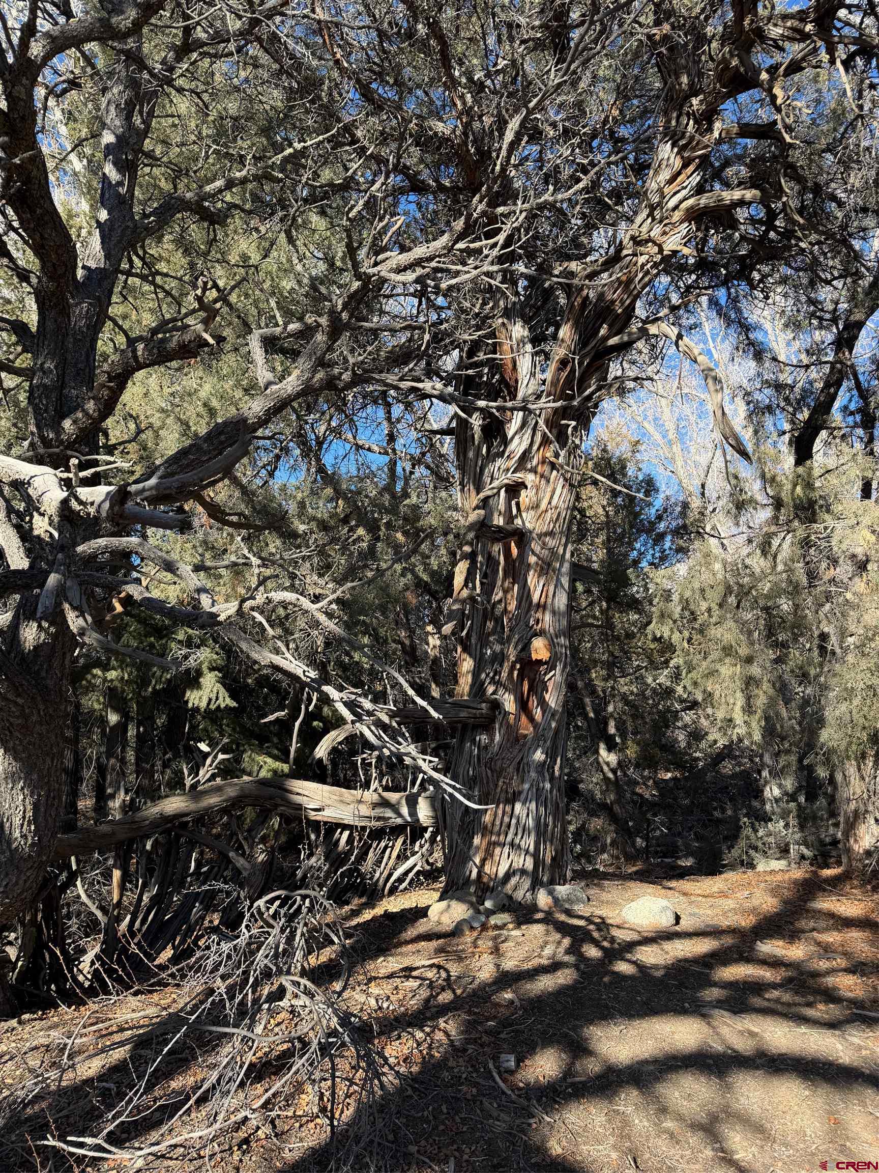 3899 Rarity Way Crestone, CO 81131 - Photo 4 of 8