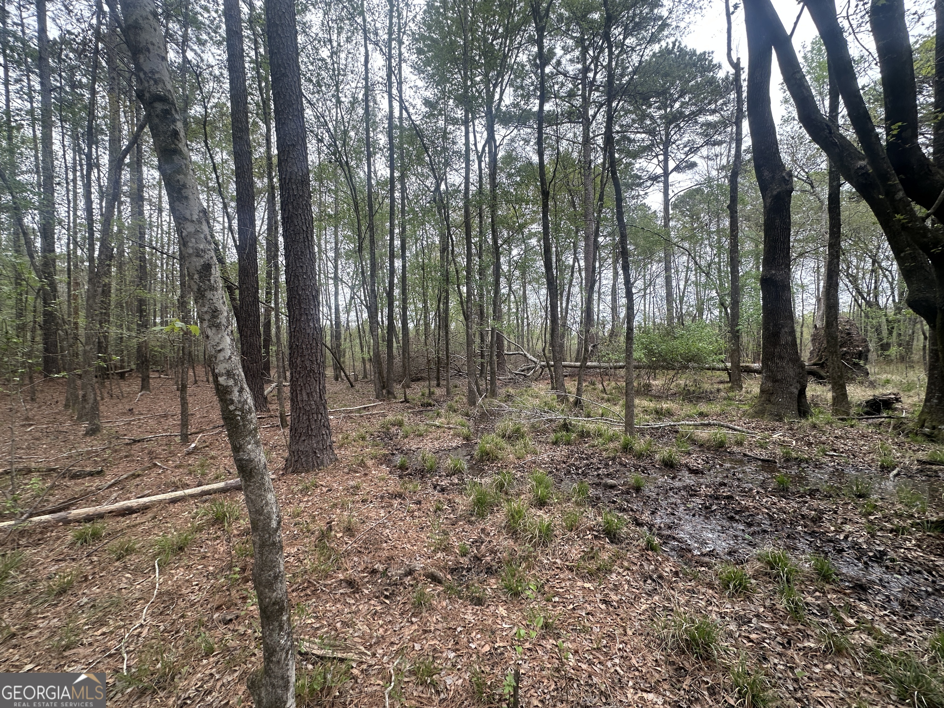 0 Fred Chance Road Millen, GA 30442 - Photo 2 of 19