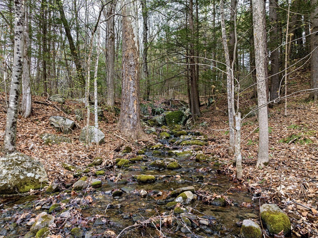79 Worthington Road Huntington, MA 01050 - Photo 36 of 42 a view of a forest with lots of trees