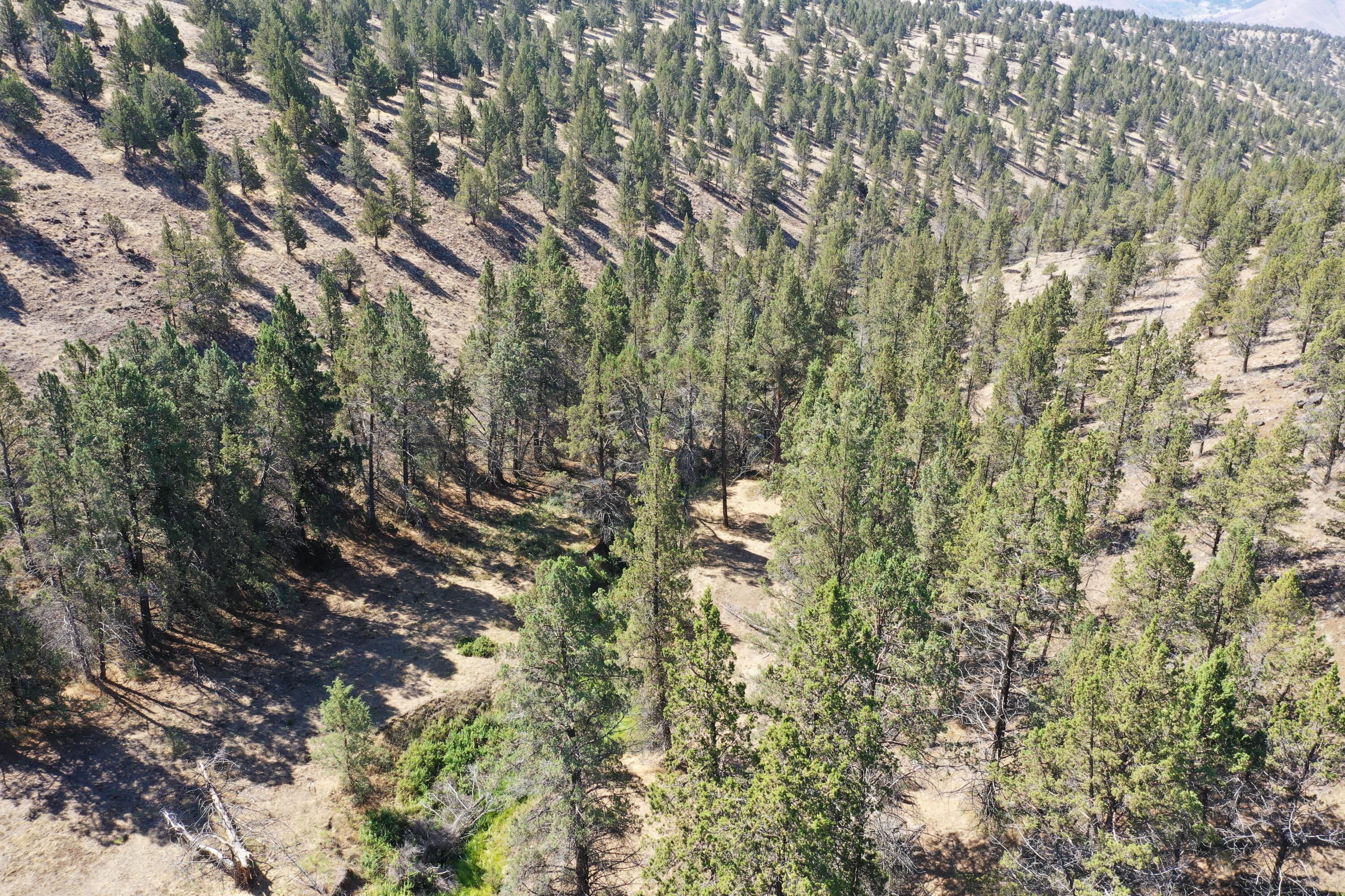 2400 Wiley Creek Road Mount Vernon, OR 97865 - Photo 28 of 34 DJI_0391