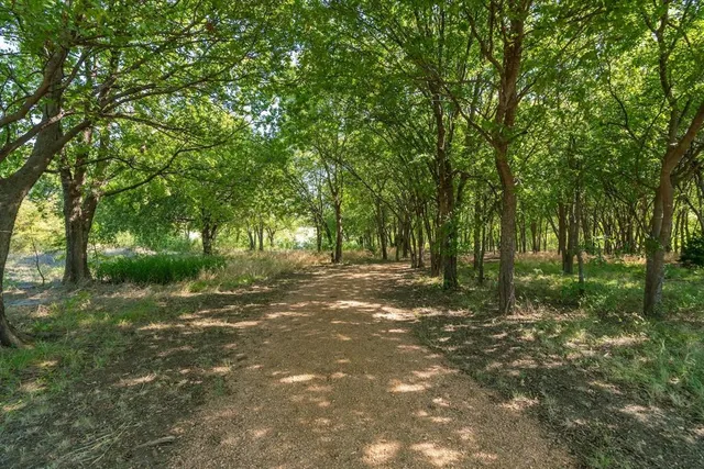 a view of a forest with trees