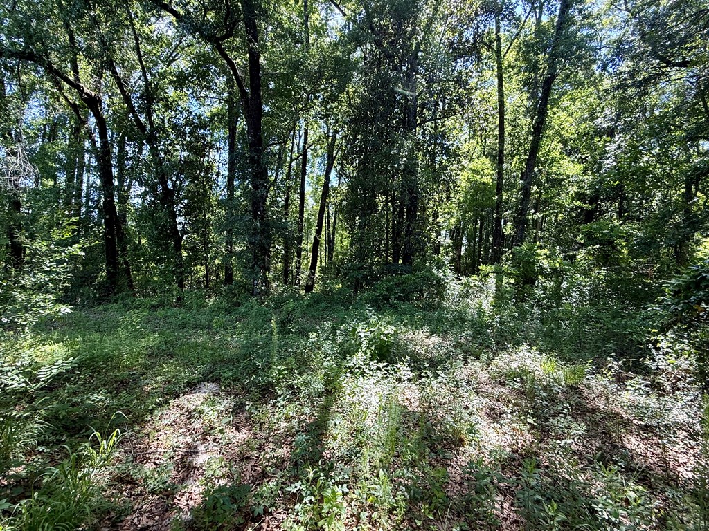 60-acres Hutton Road Hartford, AL 36344 - Photo 9 of 31