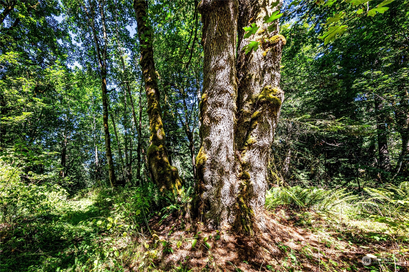 999 Fors Road Port Angeles, WA 98363 - Photo 14 of 30 Gallery Image 14