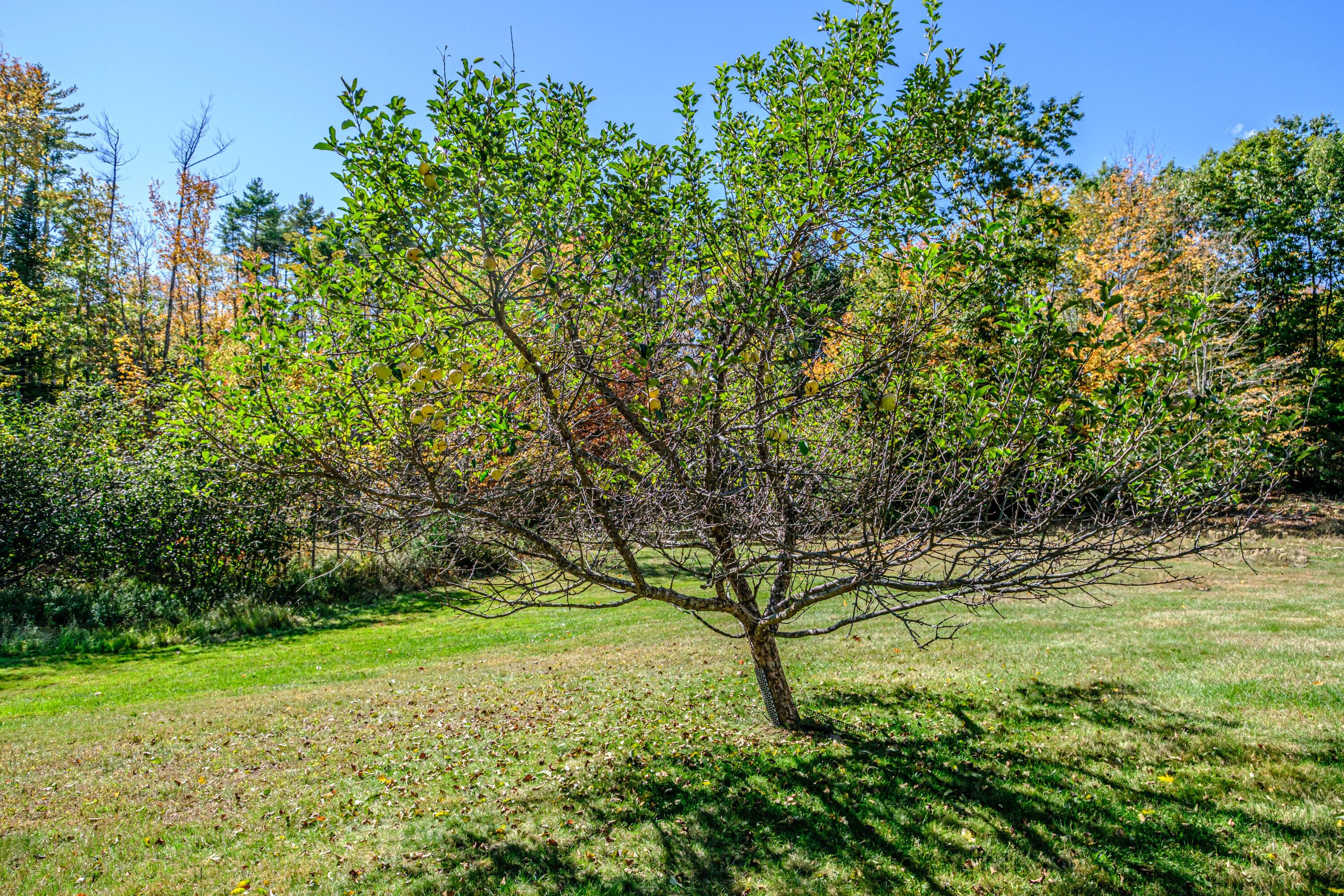 109 Saco Road Hollis, ME 04042 - Photo 9 of 80 20261005gp-62021