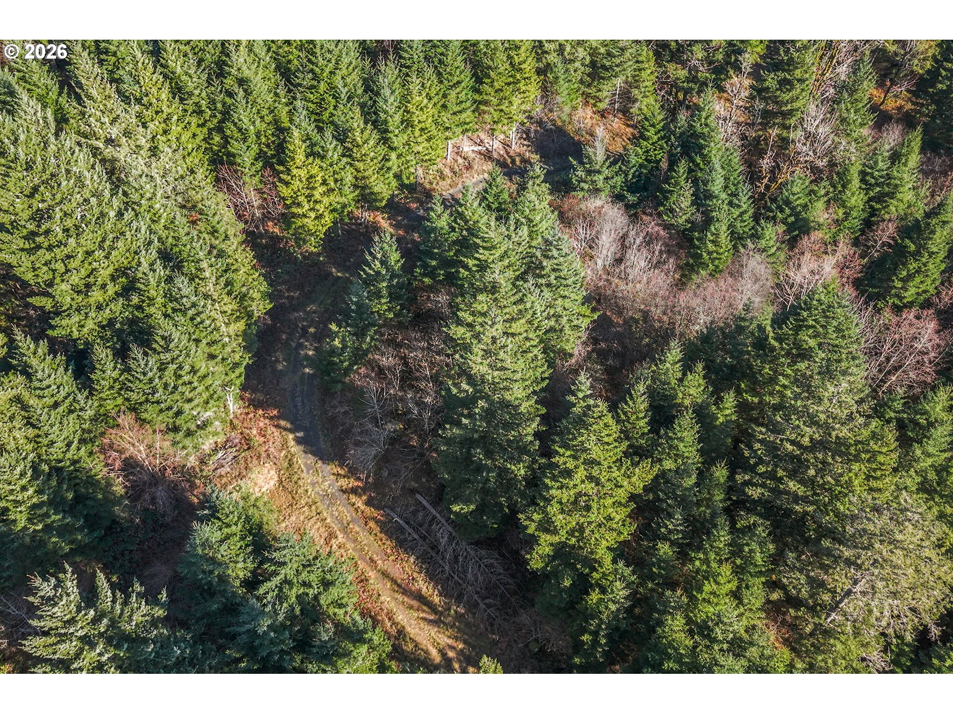 831 Franz Road Stevenson, WA 98648 - Photo 12 of 26 a view of a forest with a street