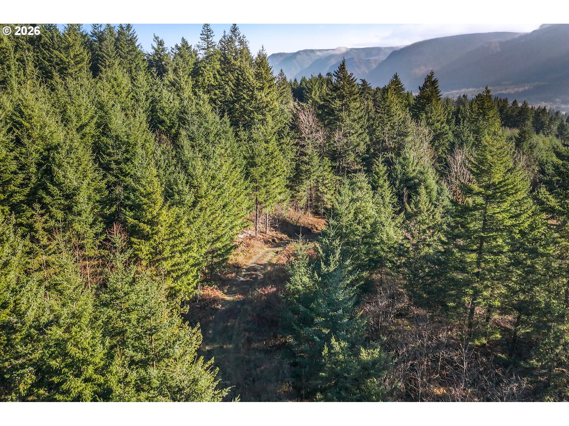 831 Franz Road Stevenson, WA 98648 - Photo 13 of 26 a view of a bunch of trees and bushes