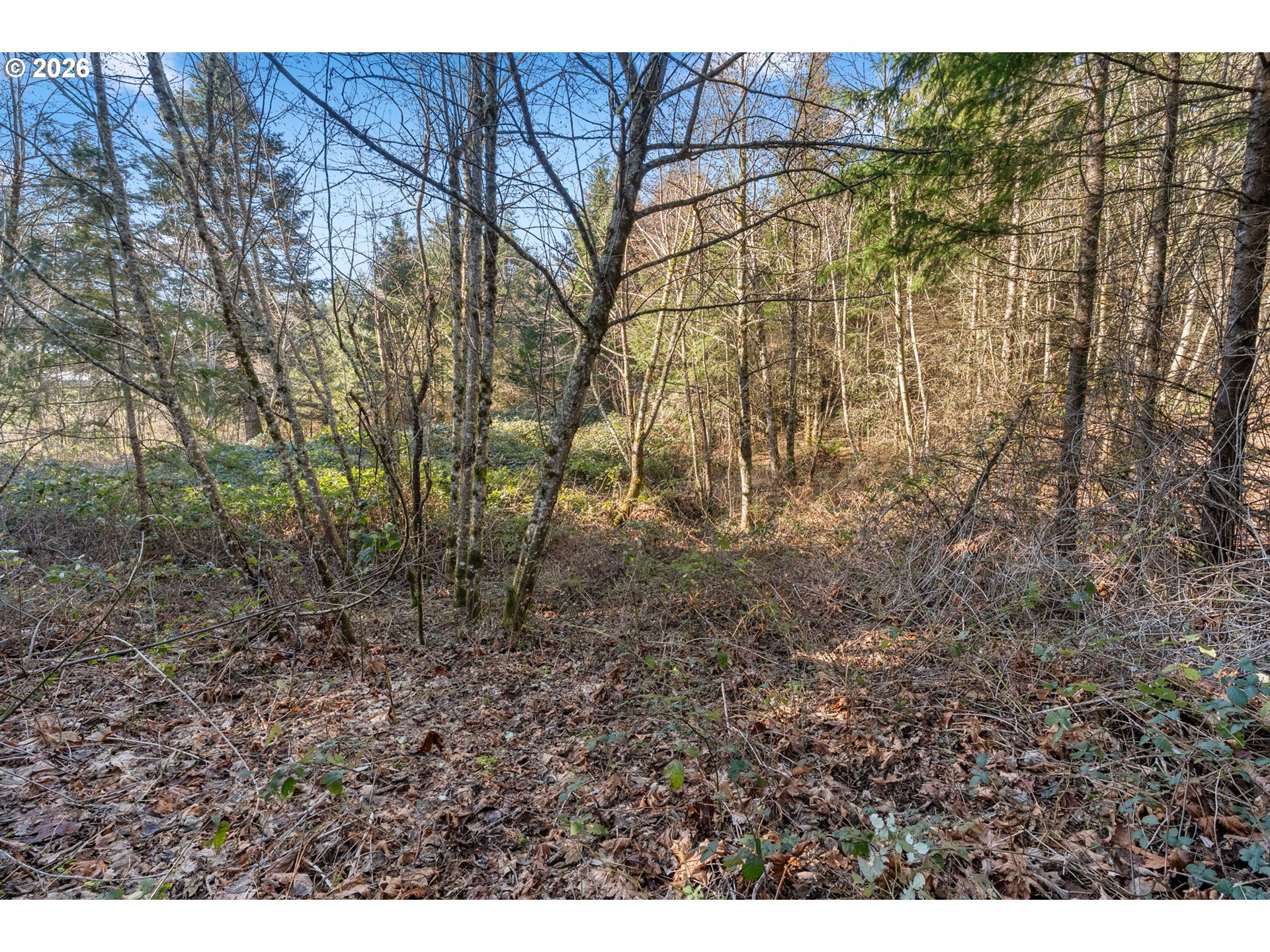 831 Franz Road Stevenson, WA 98648 - Photo 4 of 26 a view of a yard with plants and wooden bench