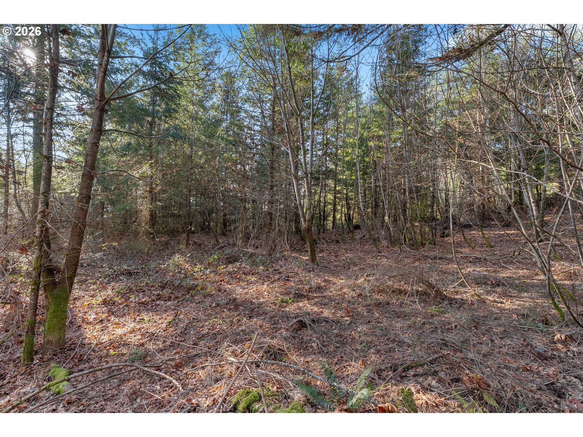831 Franz Road Stevenson, WA 98648 - Photo 5 of 26 a view of a forest with trees in the background