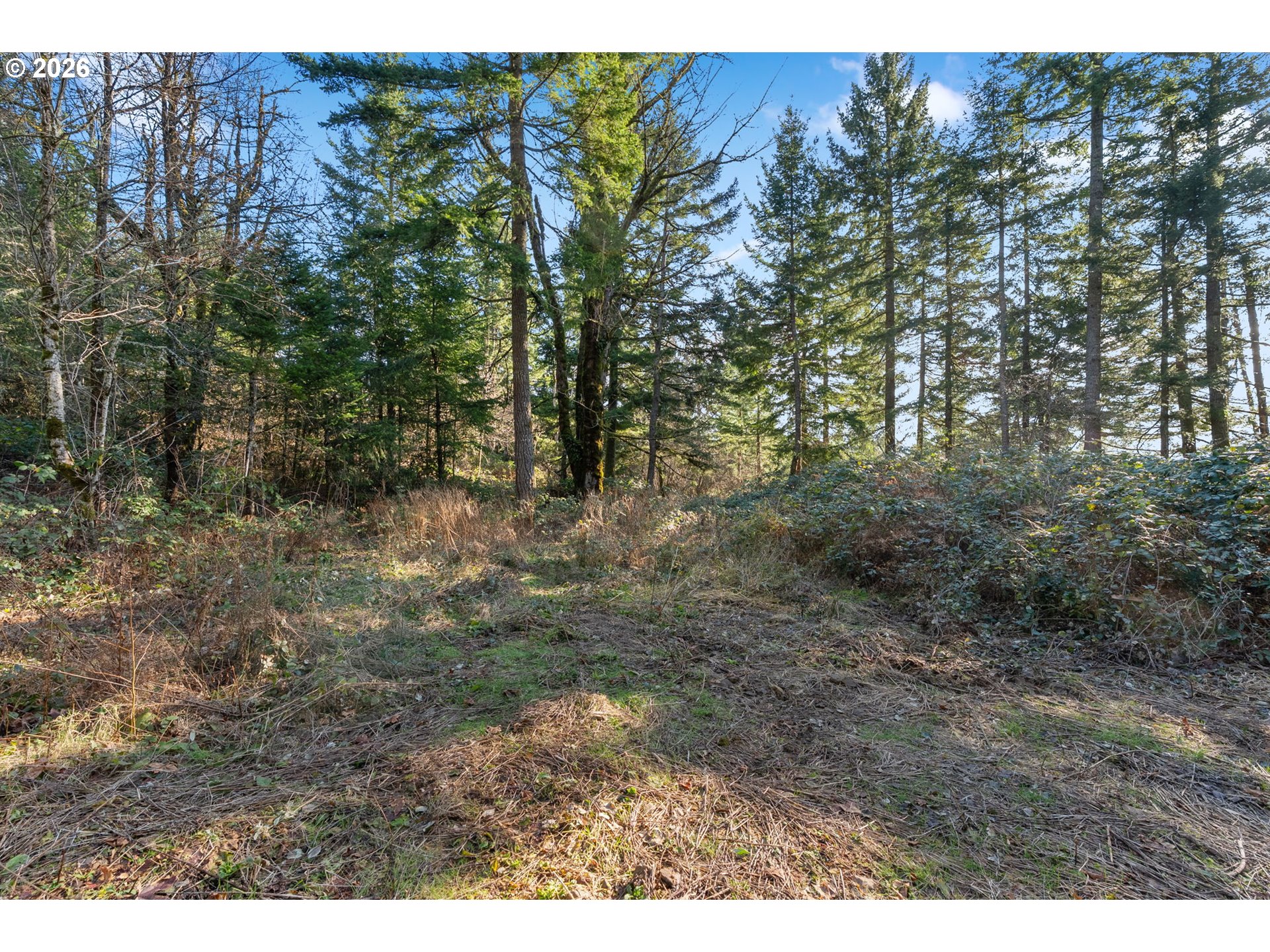 831 Franz Road Stevenson, WA 98648 - Photo 6 of 26 a view of a forest with trees in front of it