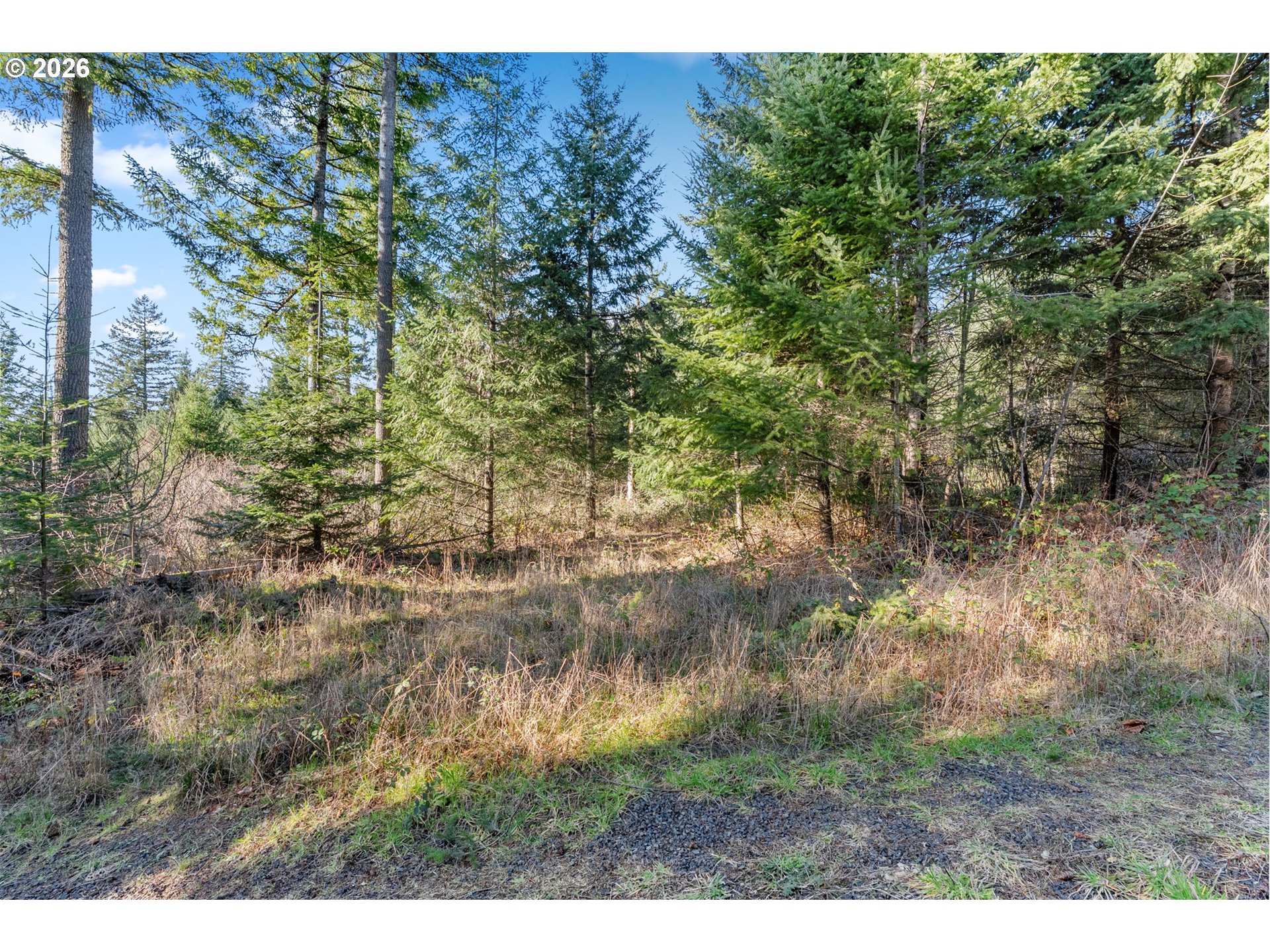 831 Franz Road Stevenson, WA 98648 - Photo 7 of 26 a view of a yard with a tree