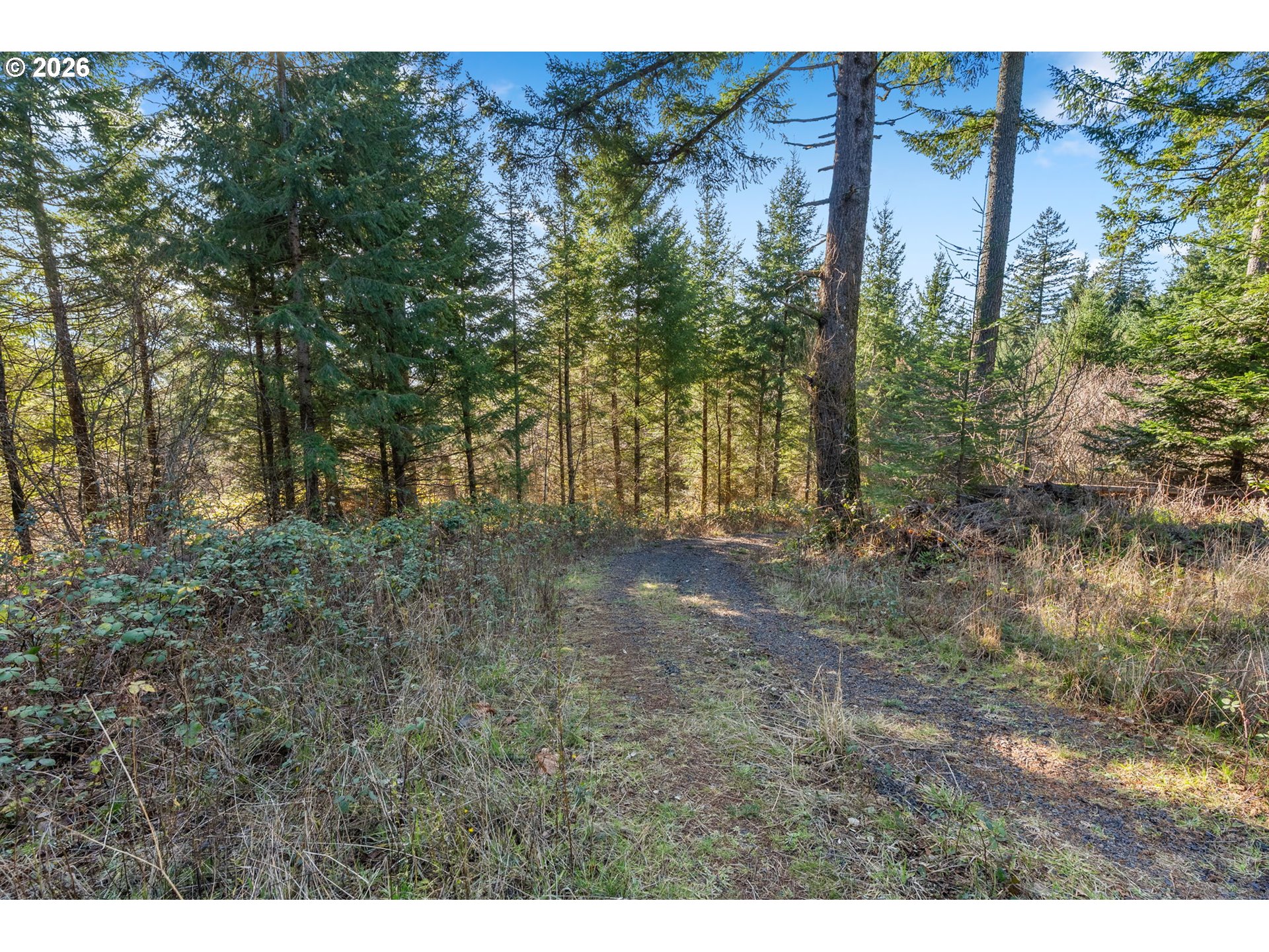 831 Franz Road Stevenson, WA 98648 - Photo 8 of 26 a view of outdoor space and tree