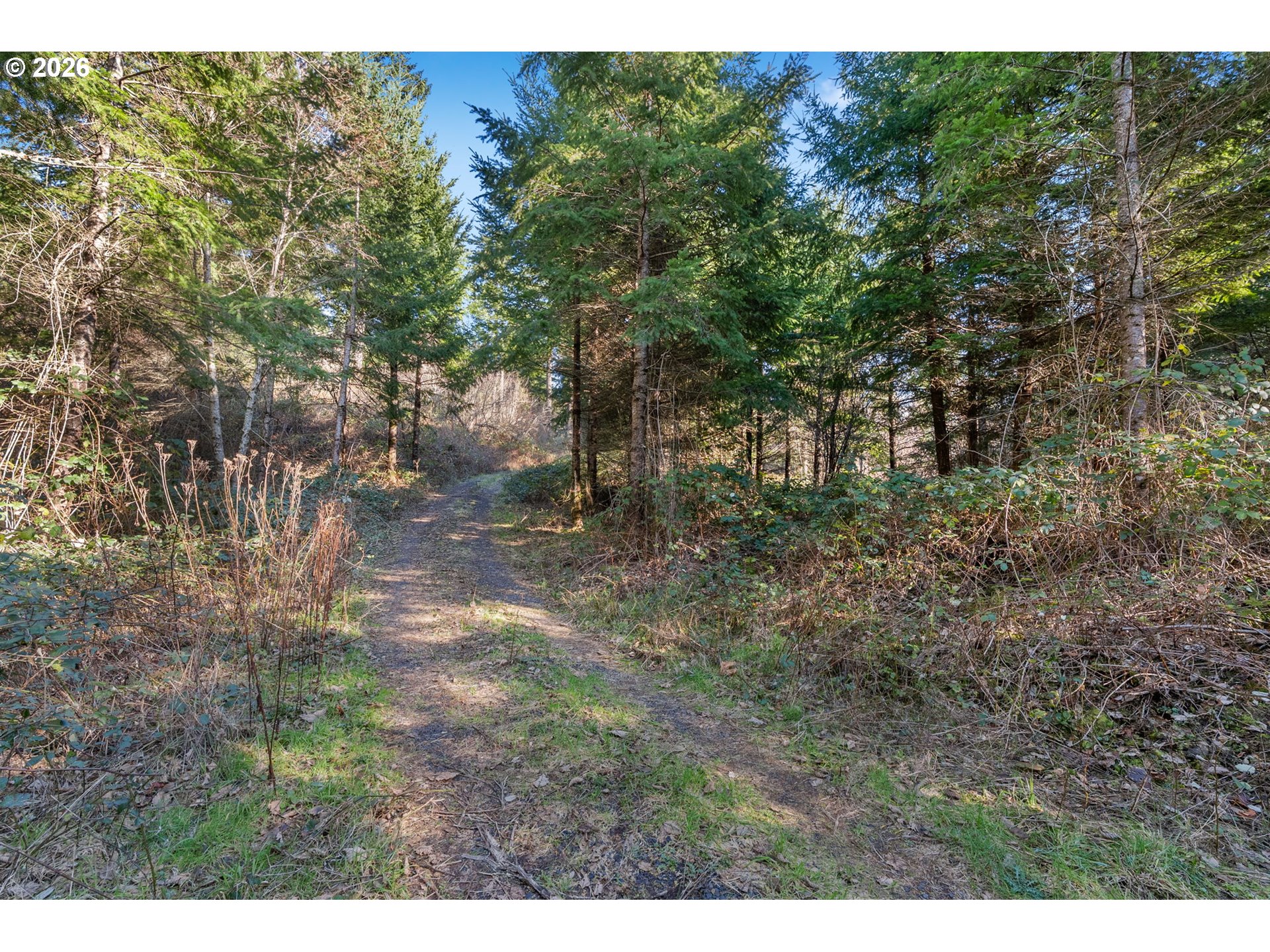 831 Franz Road Stevenson, WA 98648 - Photo 10 of 26 a view of a forest with trees in the background