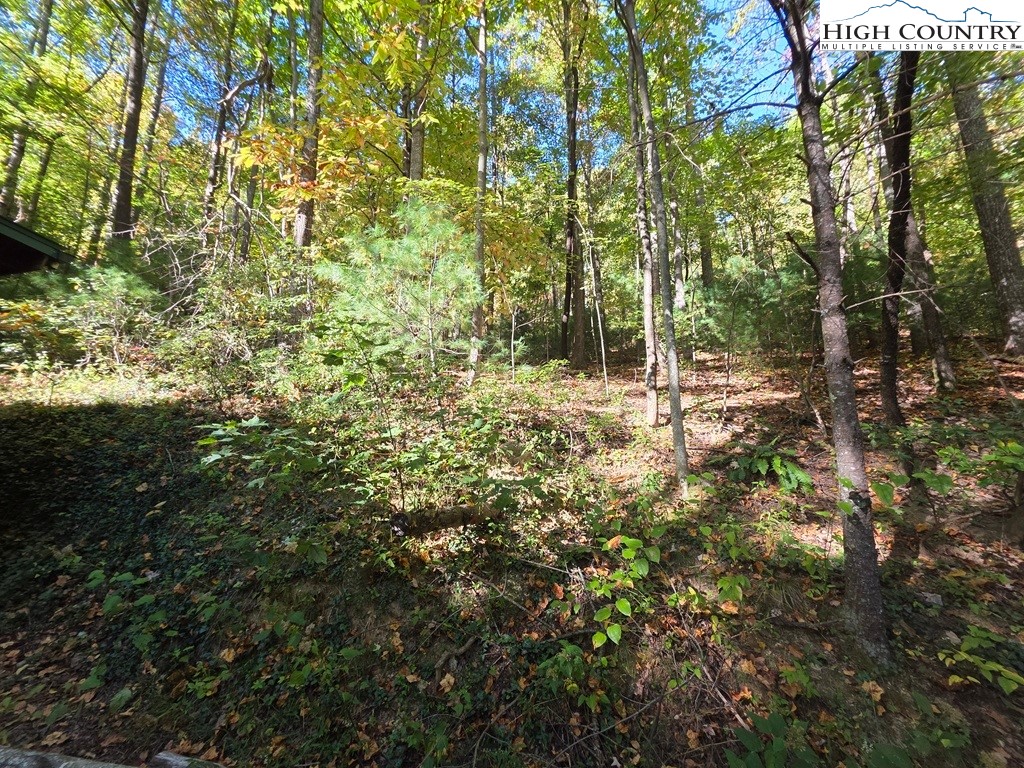 4091 Big Ivy Road Purlear, NC 28665 - Photo 25 of 40 a view of a forest with a tree
