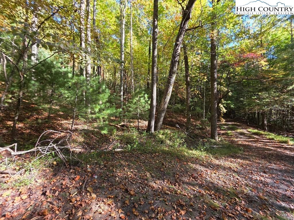 4091 Big Ivy Road Purlear, NC 28665 - Photo 27 of 40 a view of a forest with trees