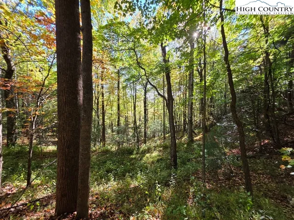 a view of forest