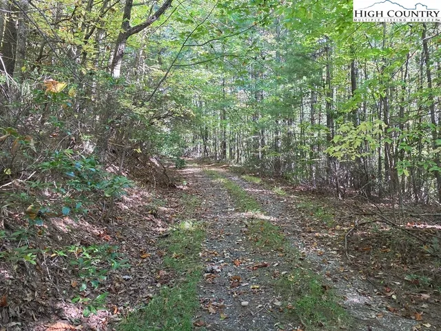 a view of a yard with plants and large trees