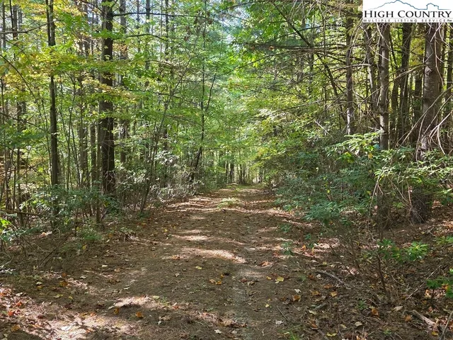 a view of a forest with trees