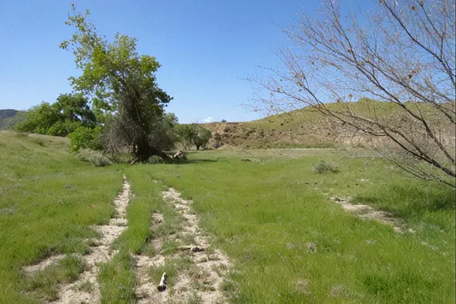 a view of a green yard