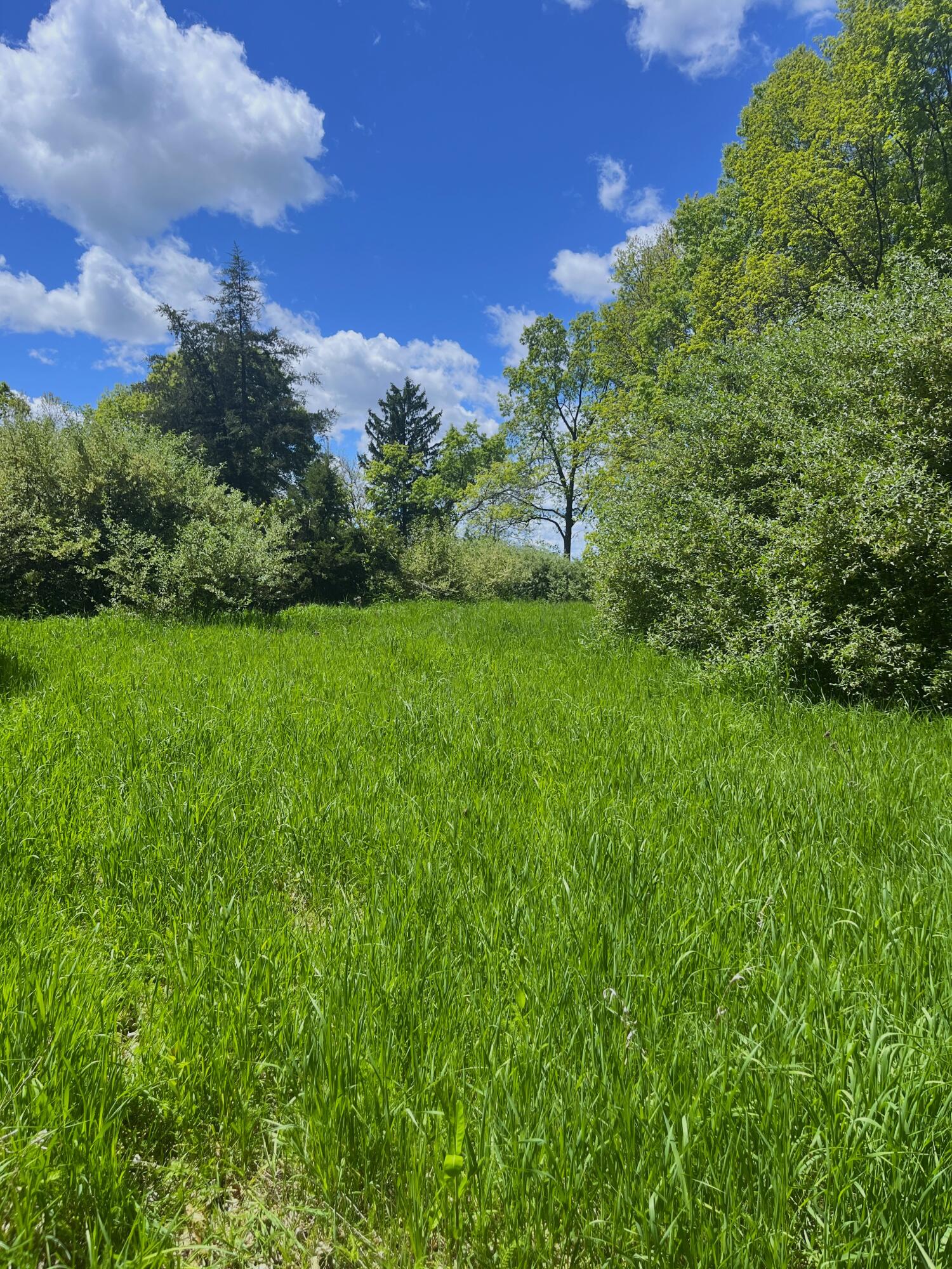 0 Struthers Road Grass Lake, MI 49240 - Photo 20 of 26 Struthers_18