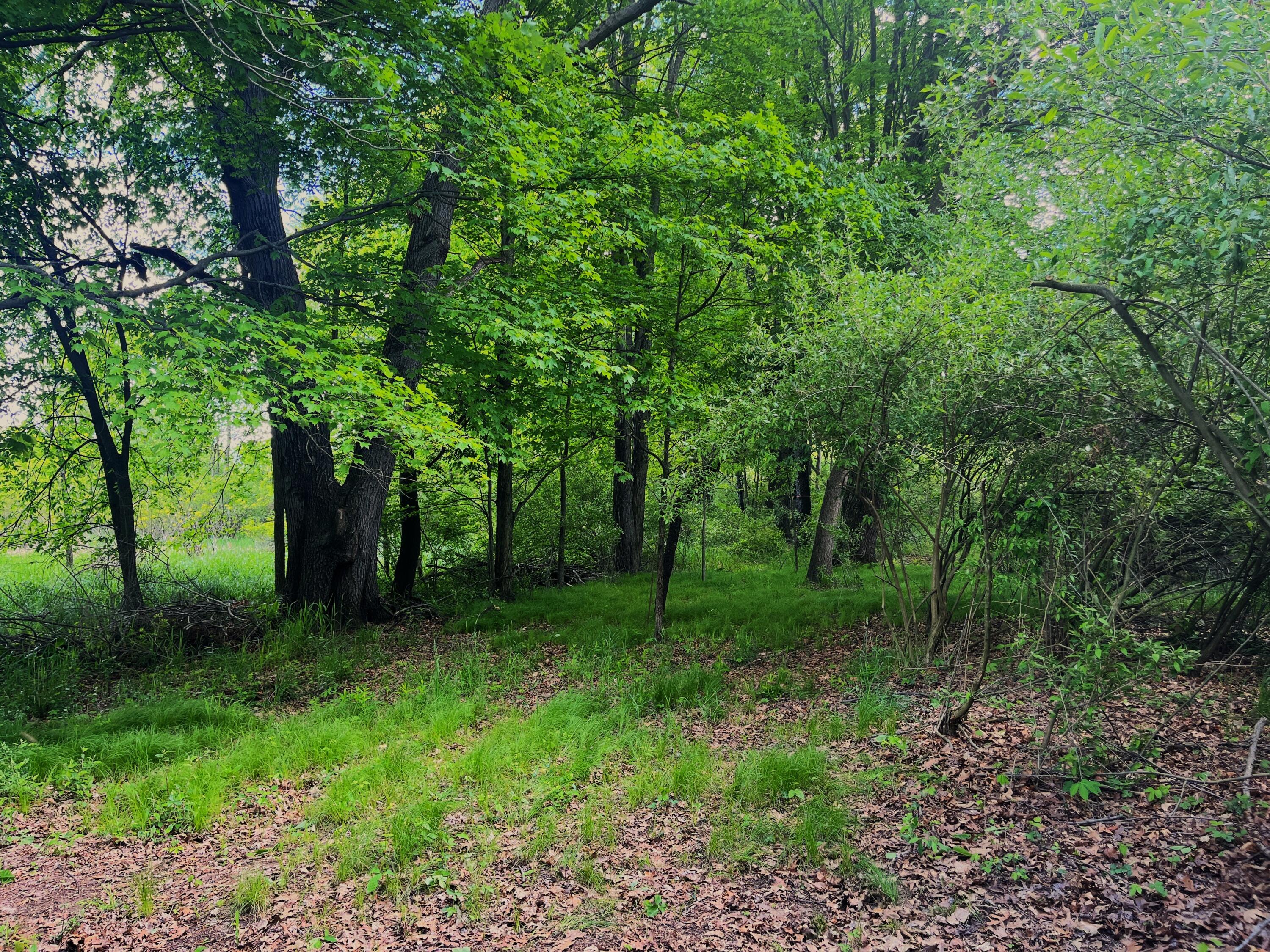 0 Struthers Road Grass Lake, MI 49240 - Photo 24 of 26 Struthers_22