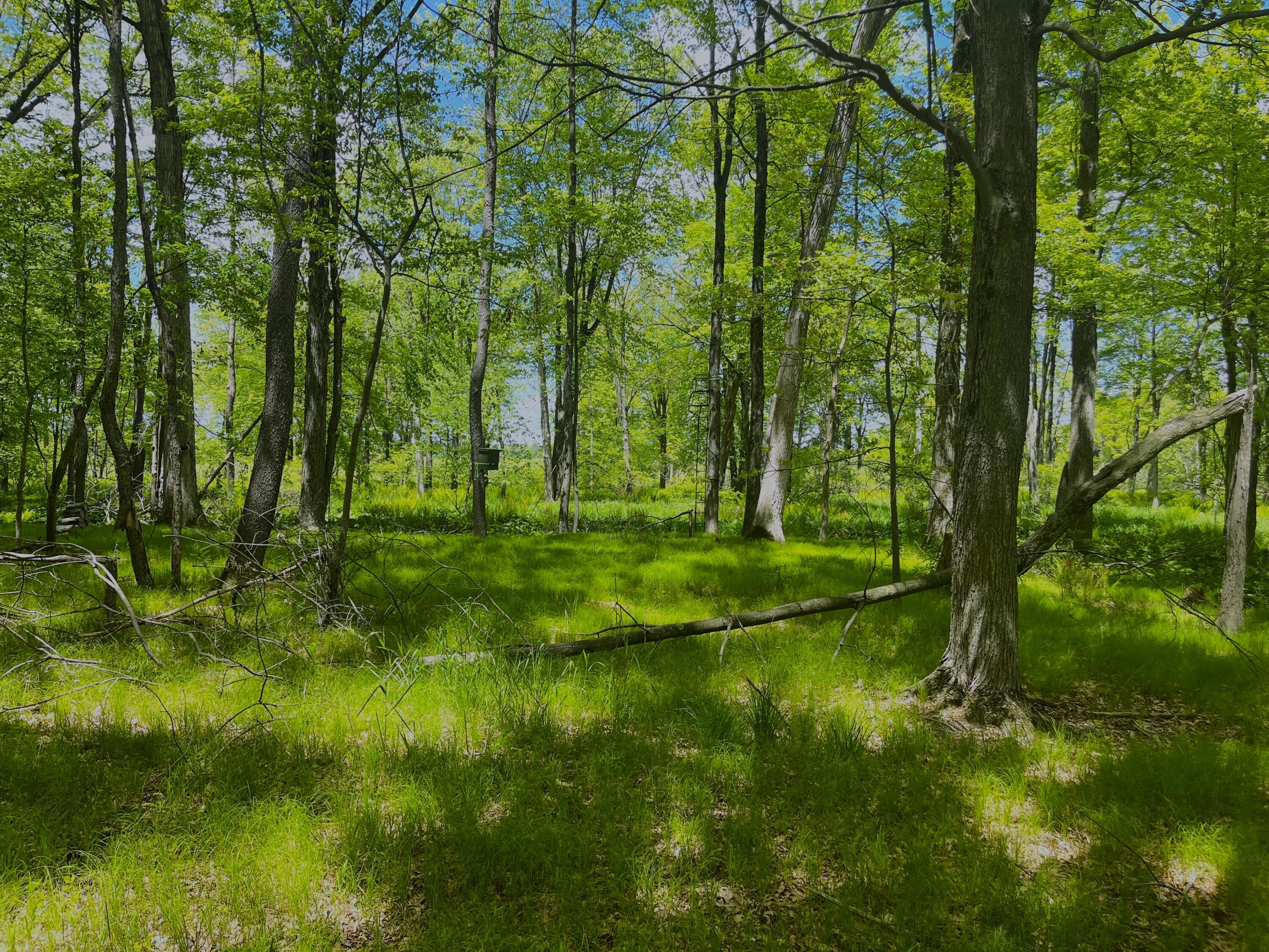 0 Struthers Road Grass Lake, MI 49240 - Photo 5 of 26 Struthers_03
