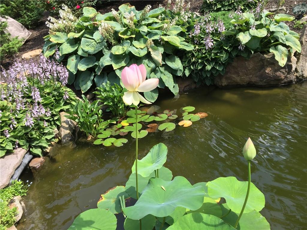 400 Isle Road Butler, PA 16001 - Photo 24 of 25 Blooms in Koi pond