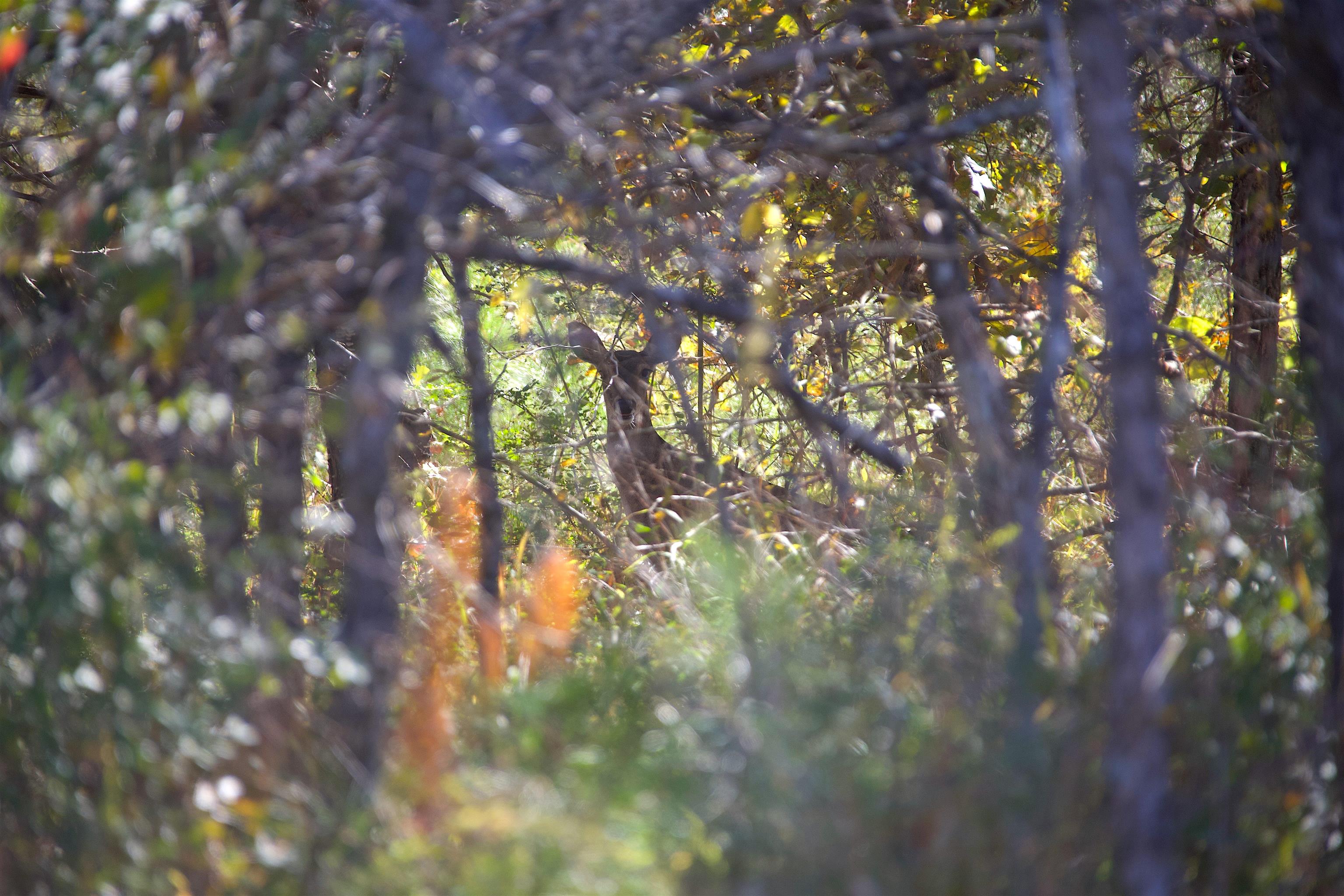 1050 Clifft Road Bolivar, TN 38008 - Photo 13 of 21 a view of tree