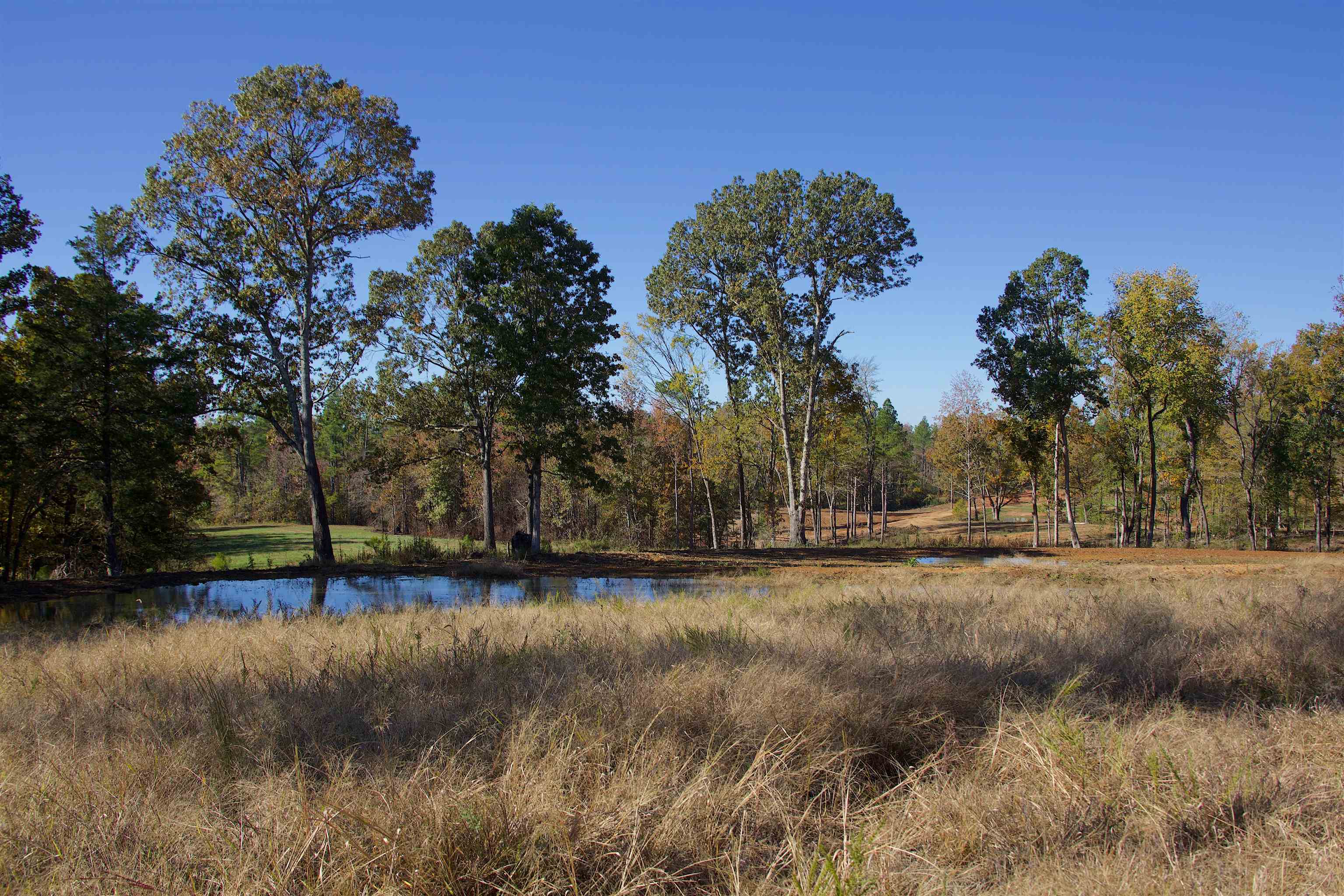 1050 Clifft Road Bolivar, TN 38008 - Photo 15 of 21 a view of a yard with an trees
