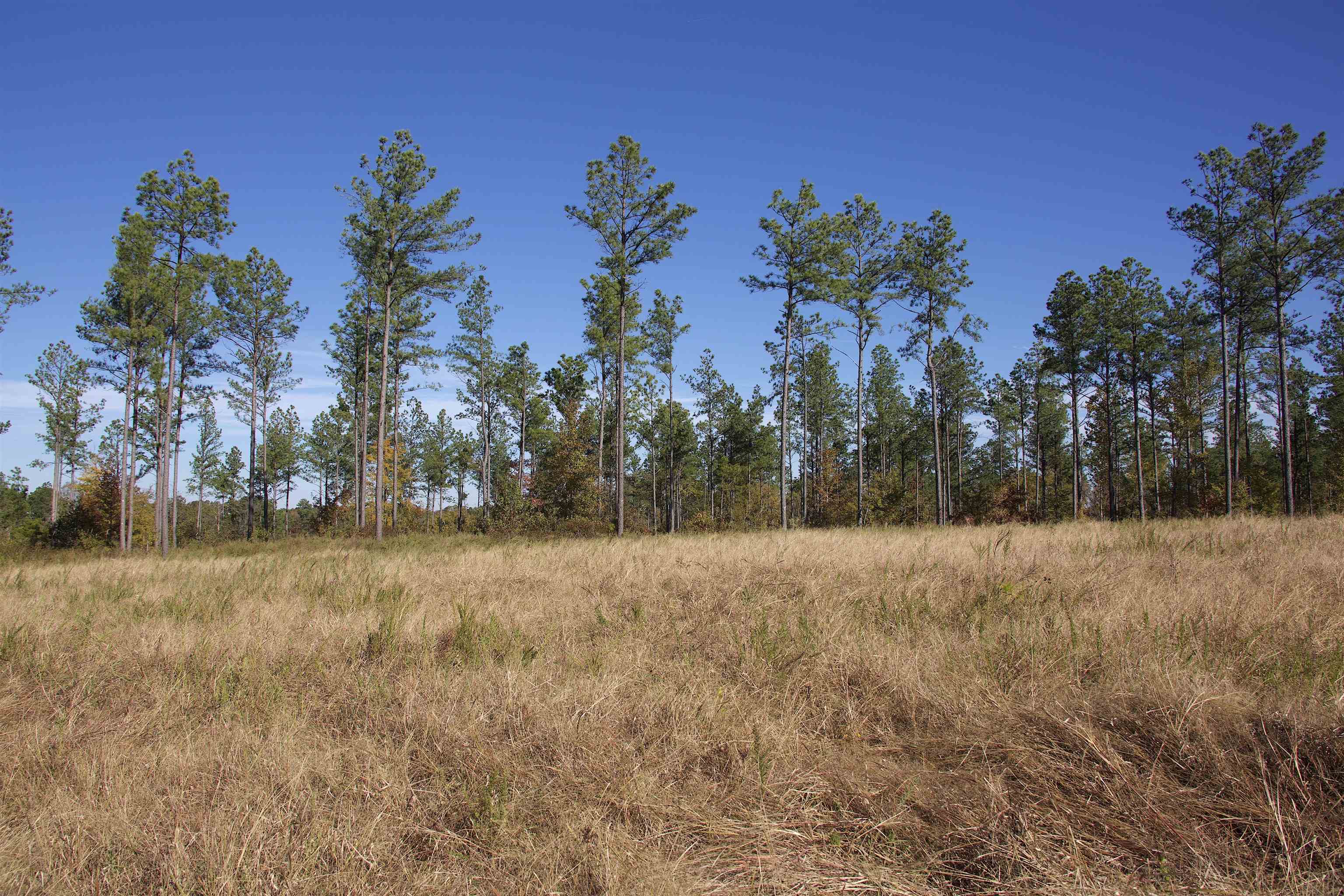 1050 Clifft Road Bolivar, TN 38008 - Photo 18 of 21 a view of yard and trees