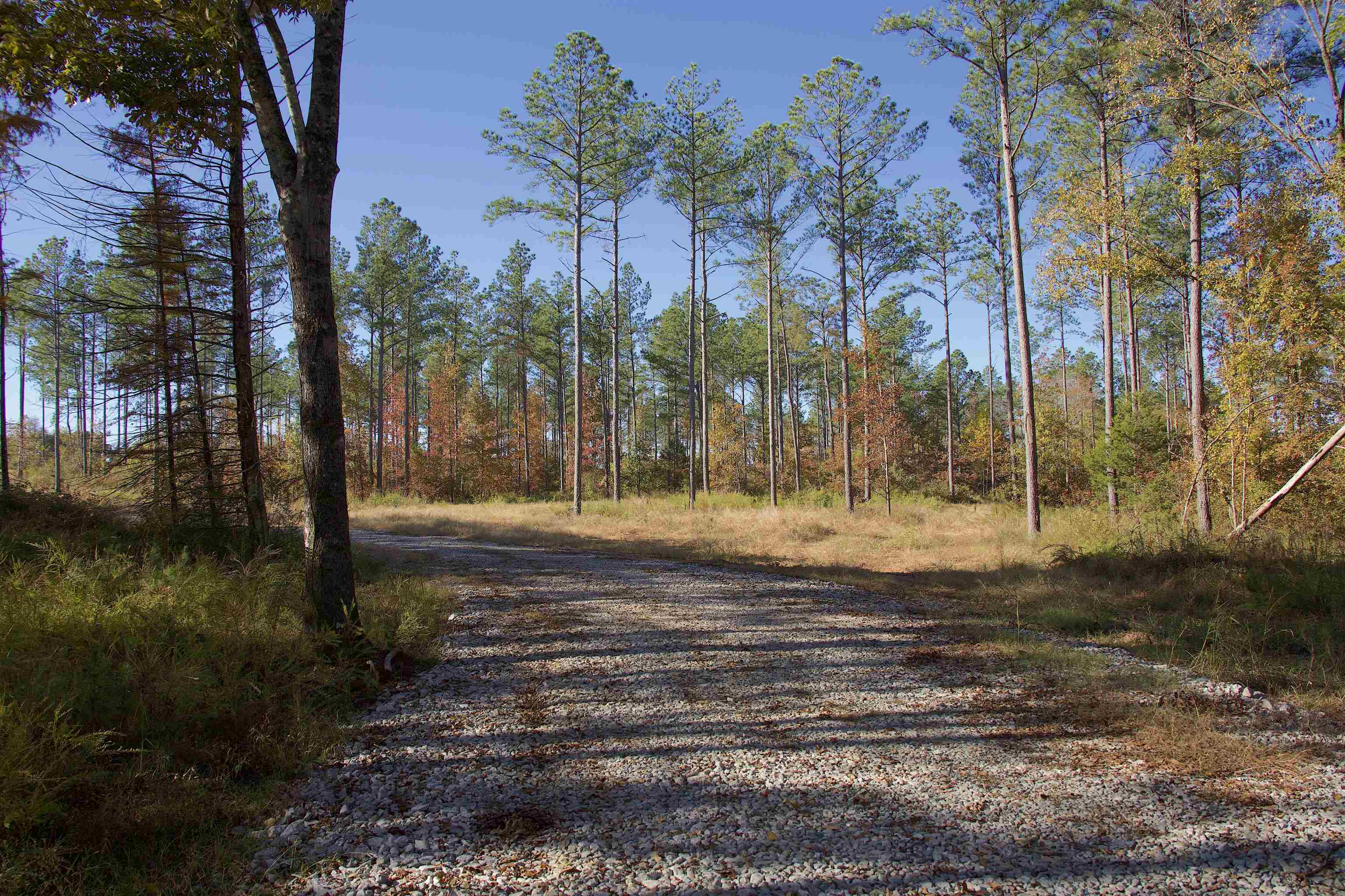 1050 Clifft Road Bolivar, TN 38008 - Photo 8 of 21 a view of a yard