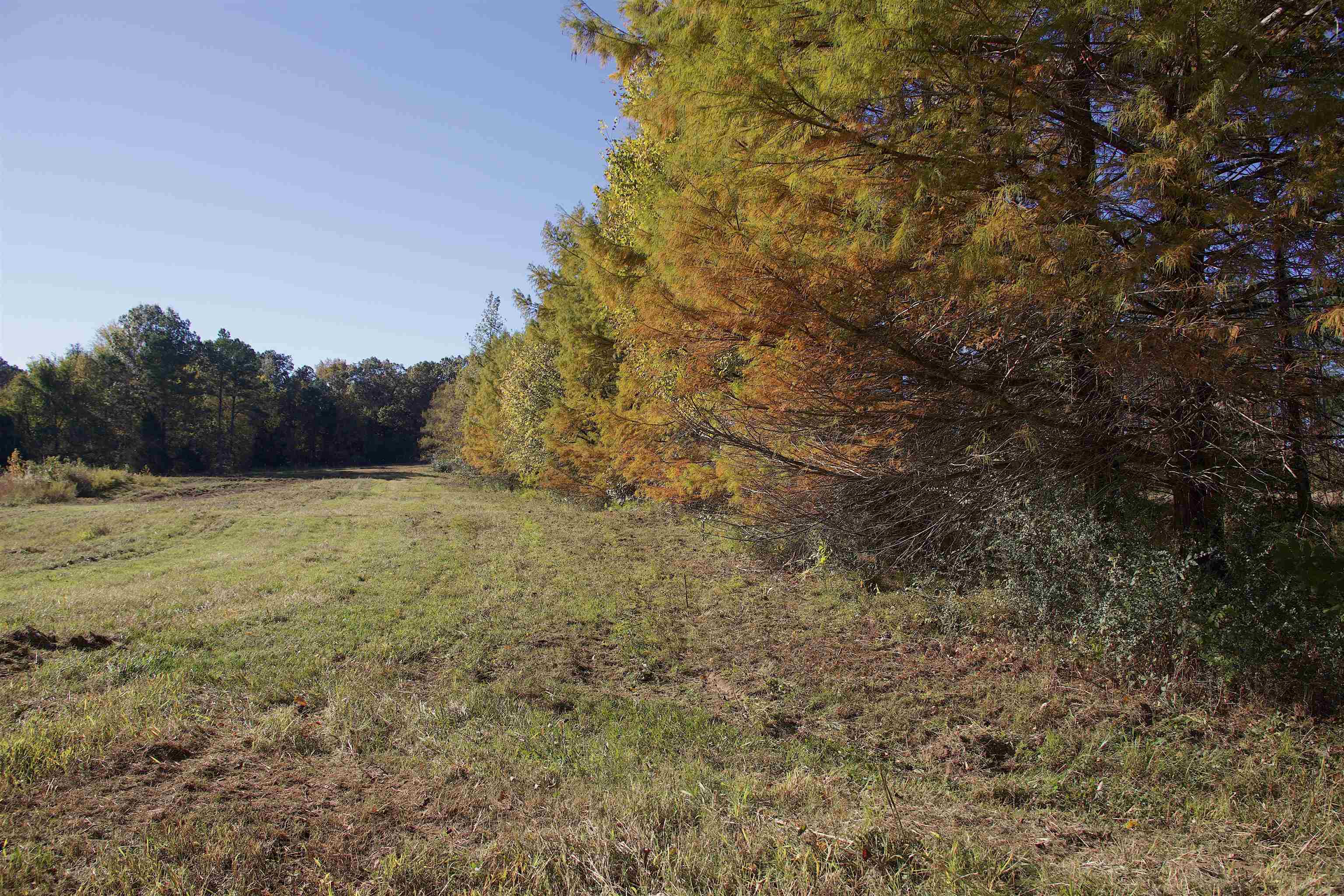 1050 Clifft Road Bolivar, TN 38008 - Photo 9 of 21 a view of outdoor space and trees