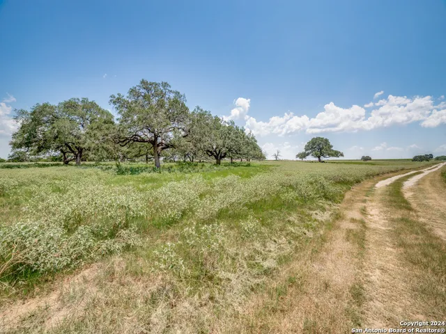 a view of a big yard with a large tree and plants