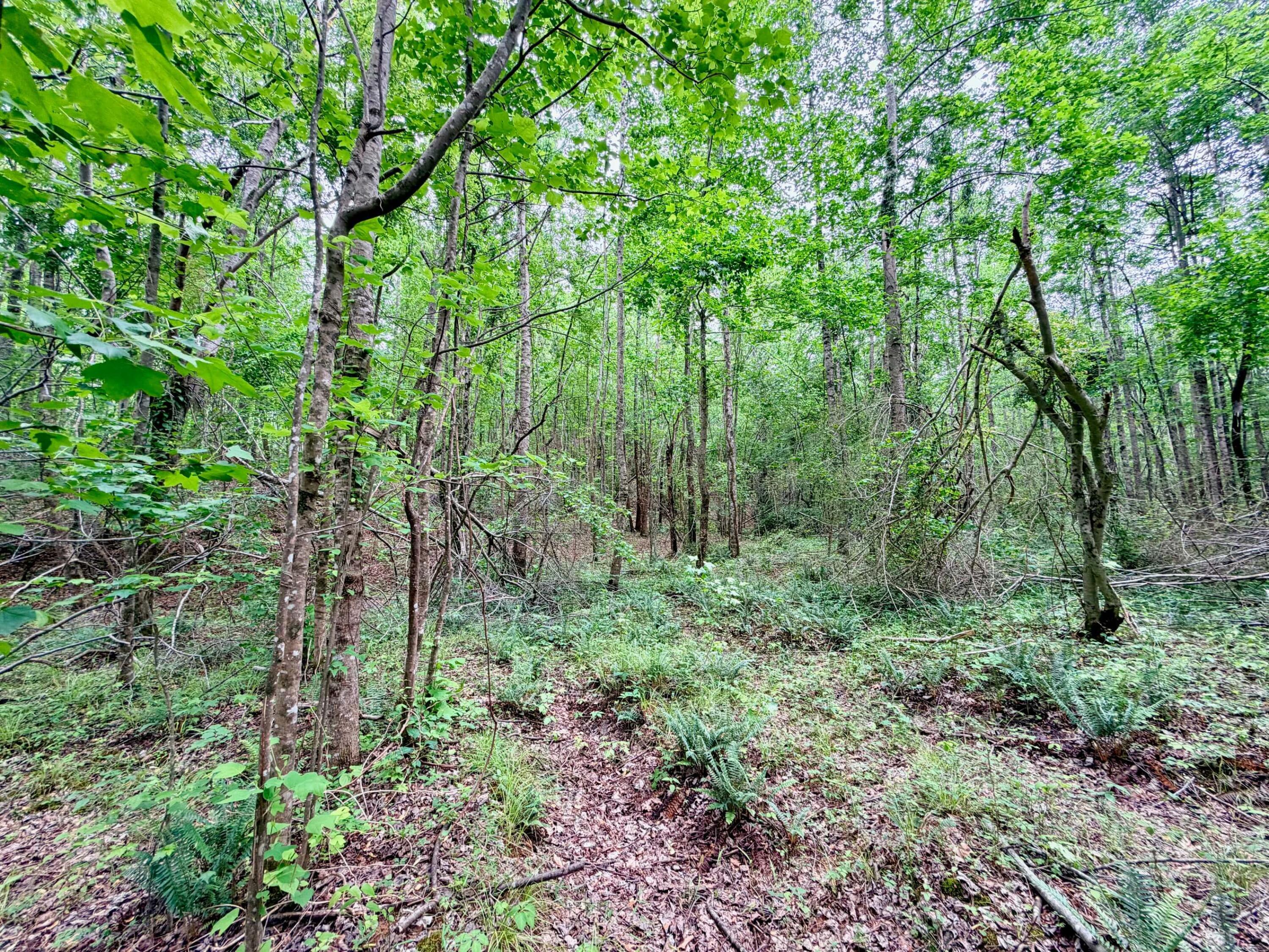 600 Co Road Ripley, MS 38663 - Photo 11 of 19 Gallery Image 11