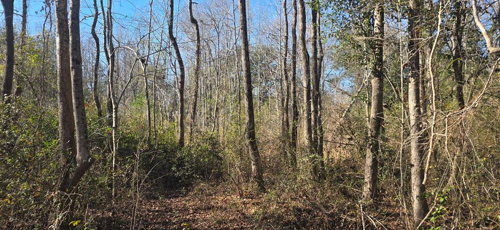 650 Grady Garner Road Slocomb, AL 36375 - Photo 69 of 82 Gallery Image 69