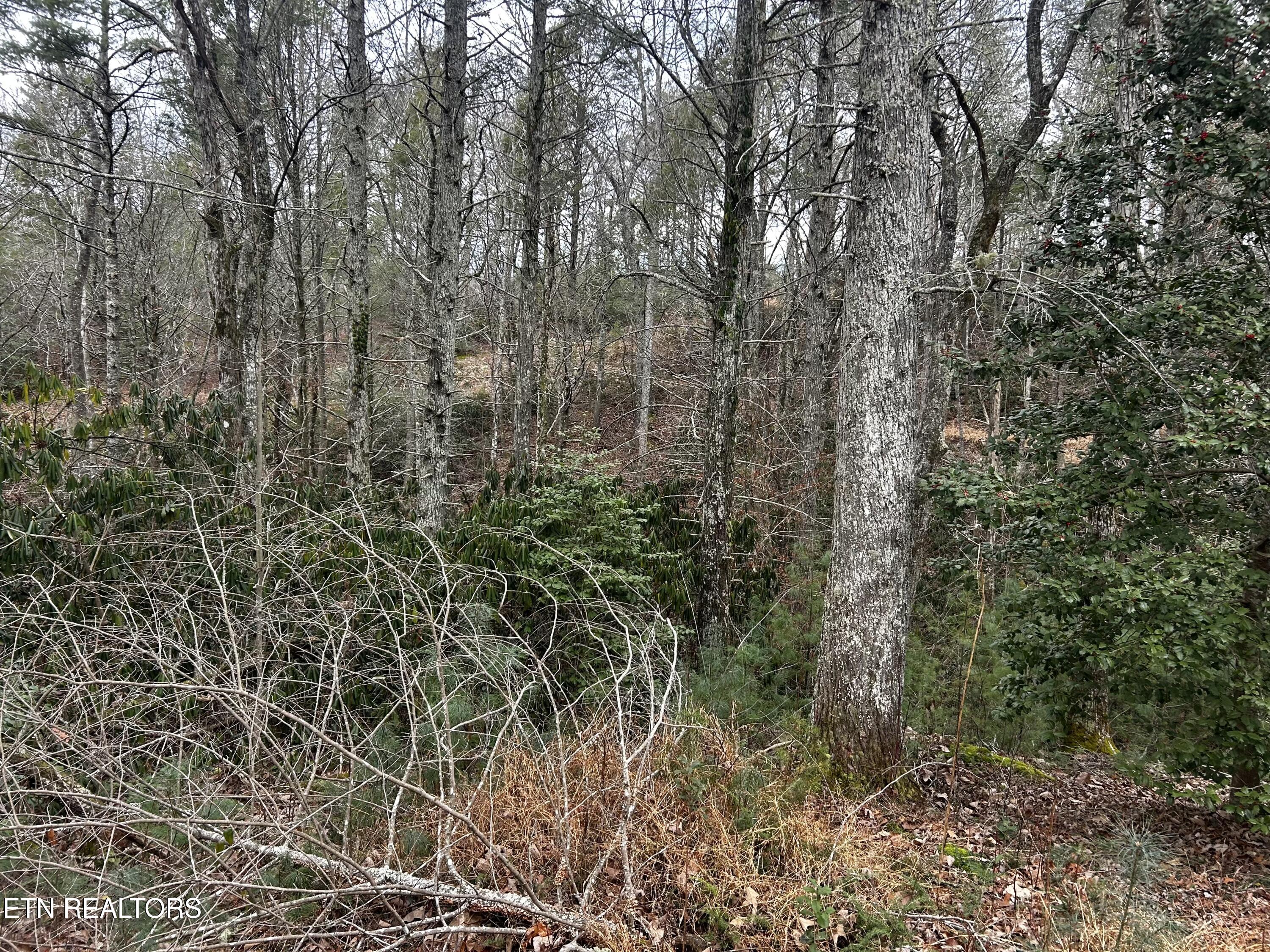 367 McJunkin Road Tellico Plains, TN 37385 - Photo 31 of 31 IMG_8212