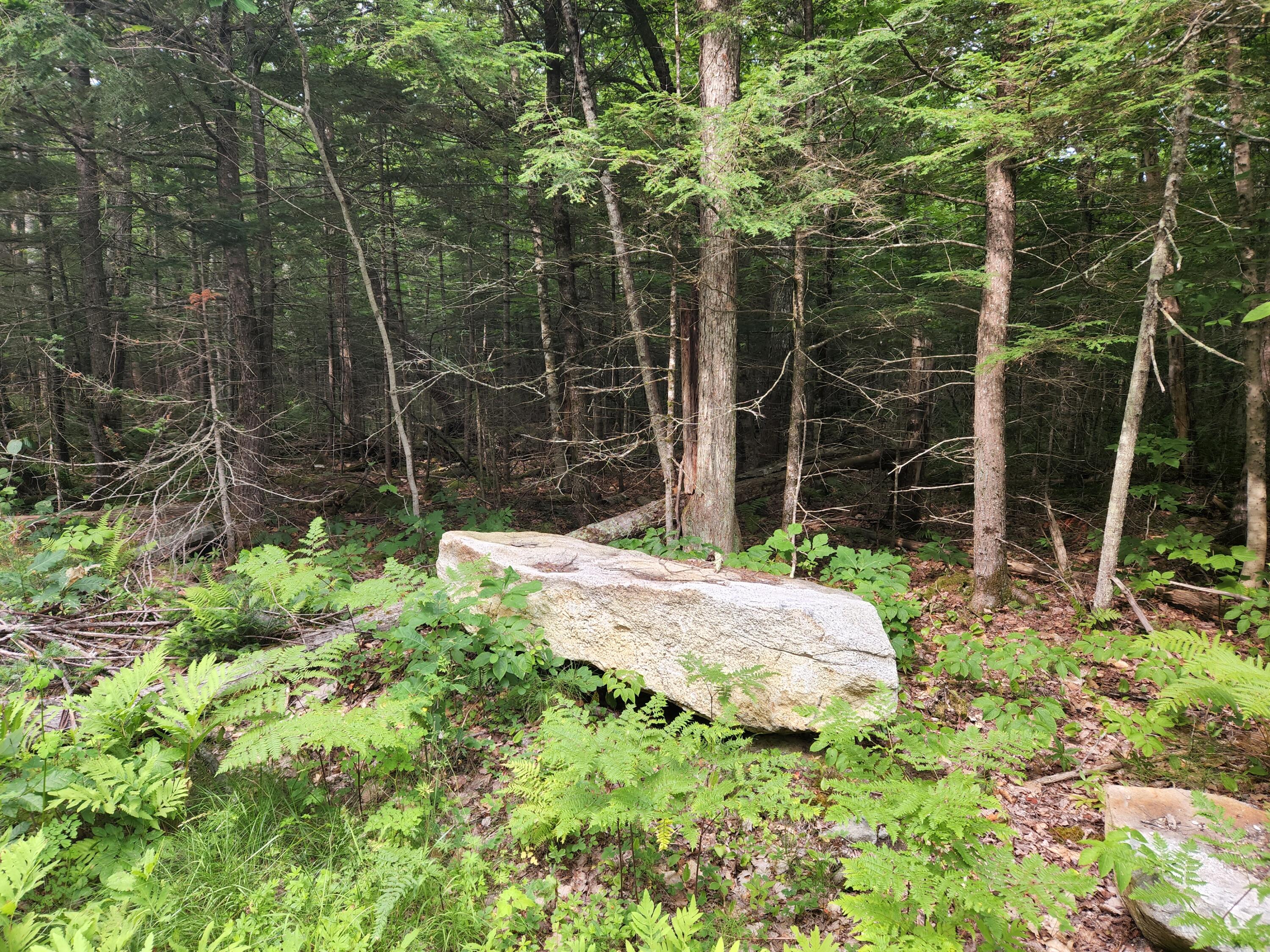 0 Old Sumner & Willy's Way Road Buckfield, ME 04220 - Photo 8 of 12 20220716_093337