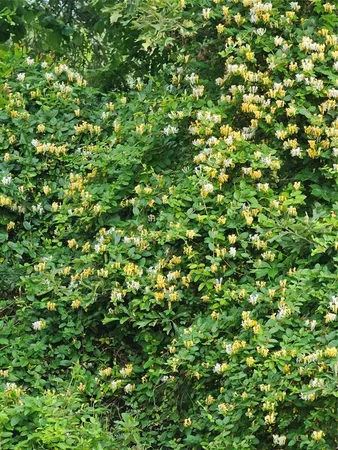 $577,000 | 1161 County Road 1935, Mount Pleasant, TX 75455