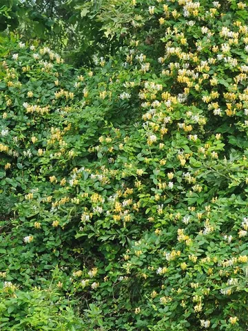 $579,000 | 1161 County Road 1935, Mount Pleasant, TX 75455