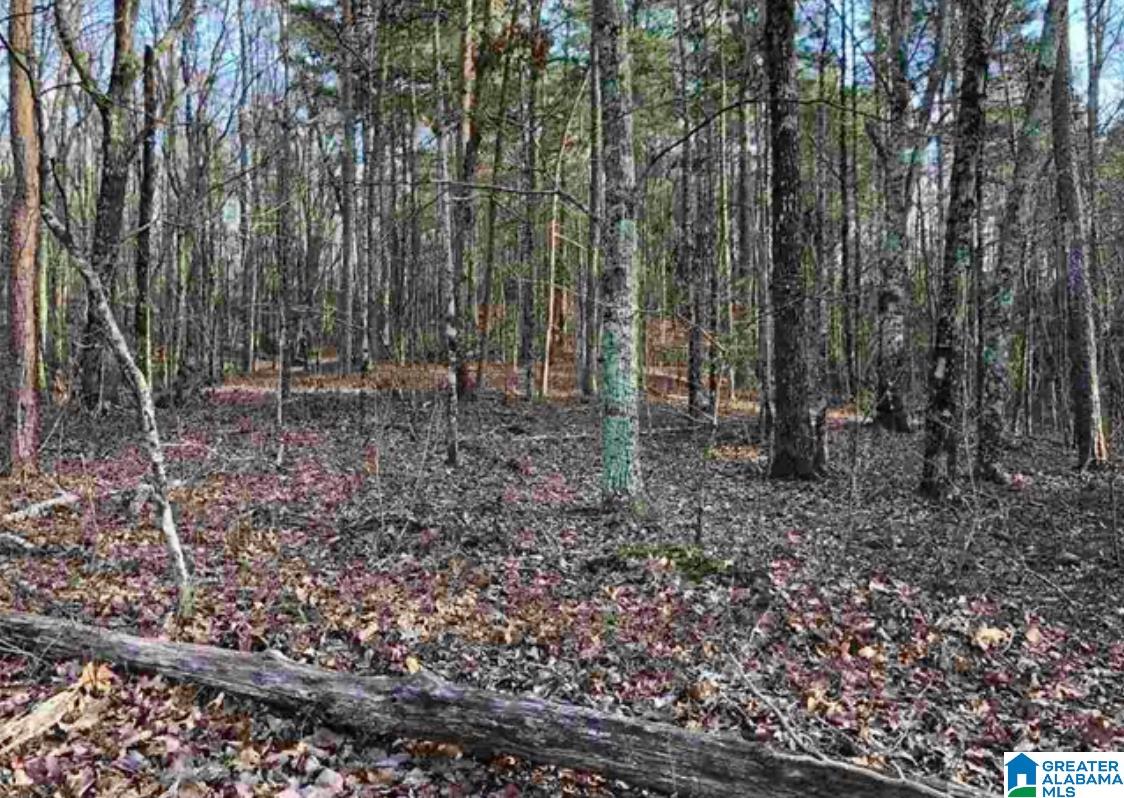 189 Drake Drive Springville, AL 35146 - Photo 1 of 2
