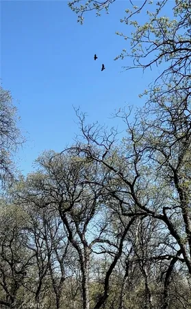 a view of a tree with a tree in the background
