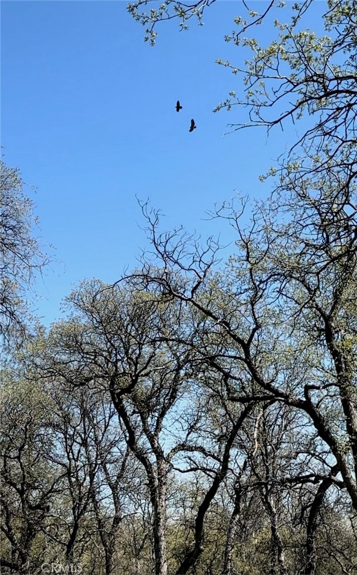 18461 Old Wards Ferry Road Sonora, CA 95370 - Photo 12 of 14