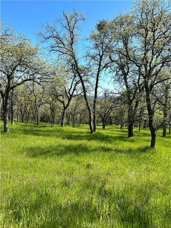 a view of field with trees