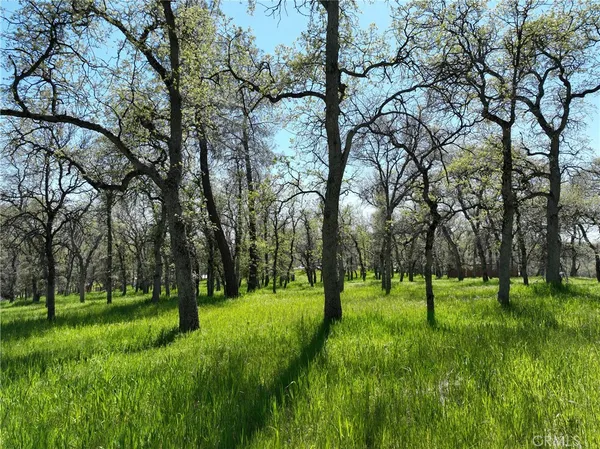 a view of a park with trees in a background
