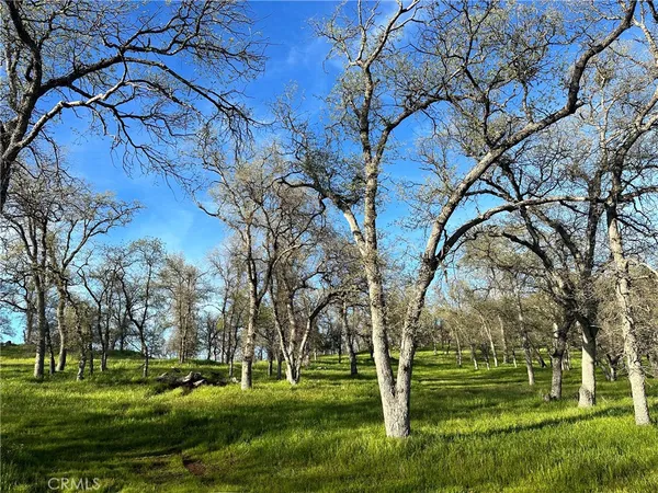 a view of a park with large trees