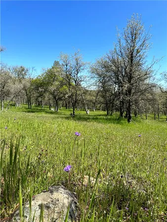 a view of a garden with a tree in the background