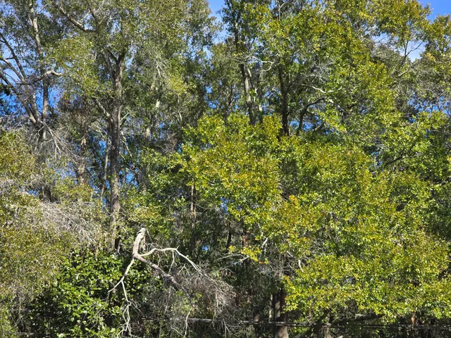 a view of a tree with a plant