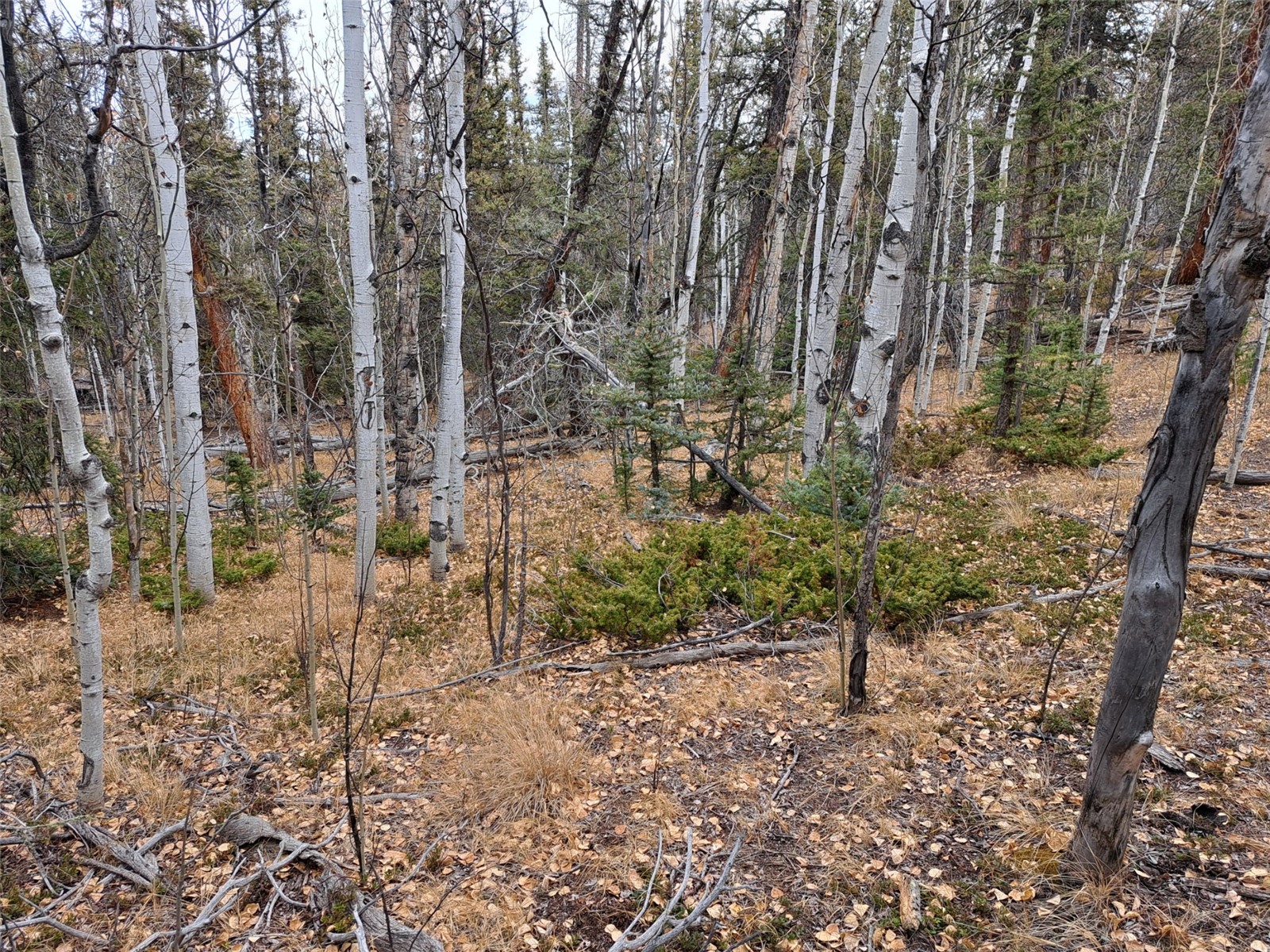 210 Tepee Trail Como, CO 80456 - Photo 1 of 19