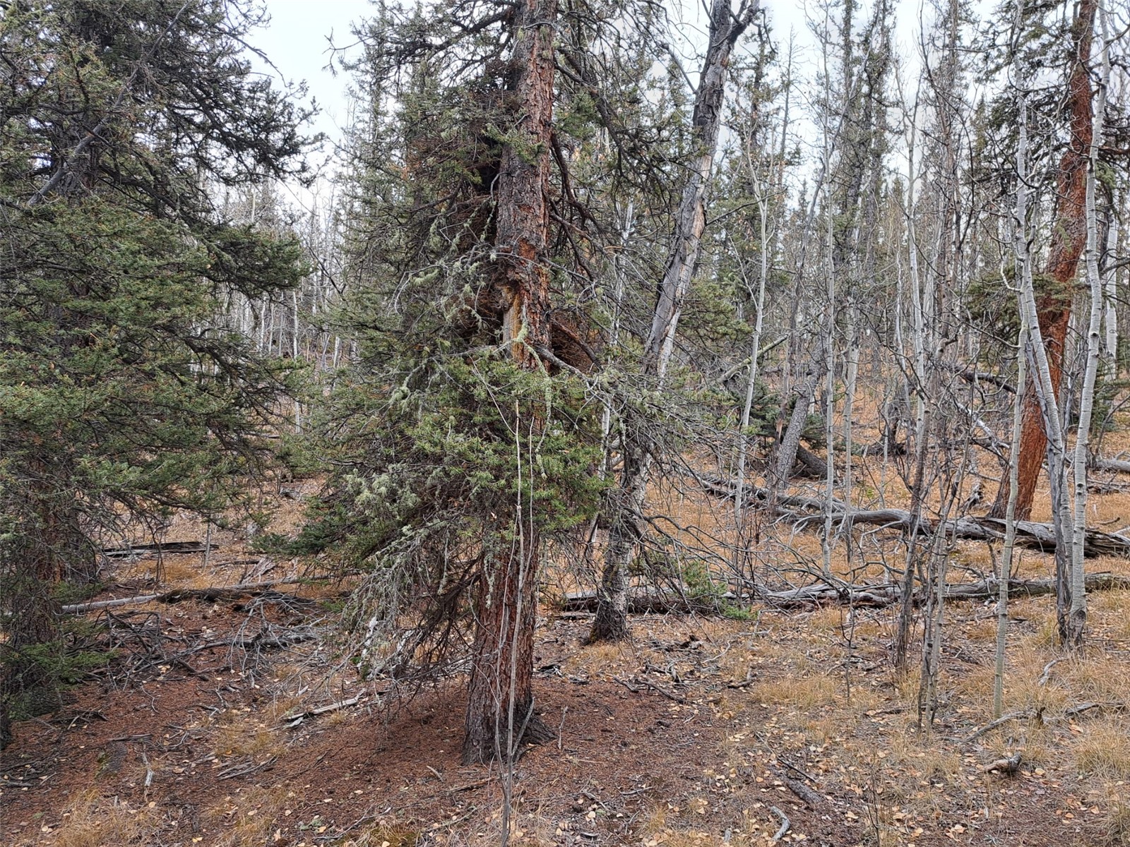 210 Tepee Trail Como, CO 80456 - Photo 15 of 19