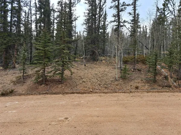 a view of a forest filled with trees
